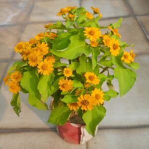 মেলাম্পোডিয়াম-Melampodium