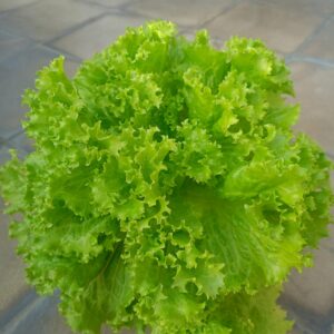 Lettuce-(লেটুস)