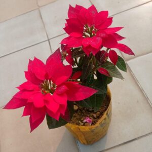 পয়েনসেটিয়া-Poinsettia