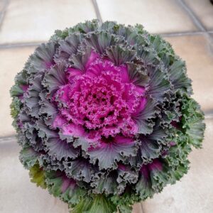 Purple Kale Plant