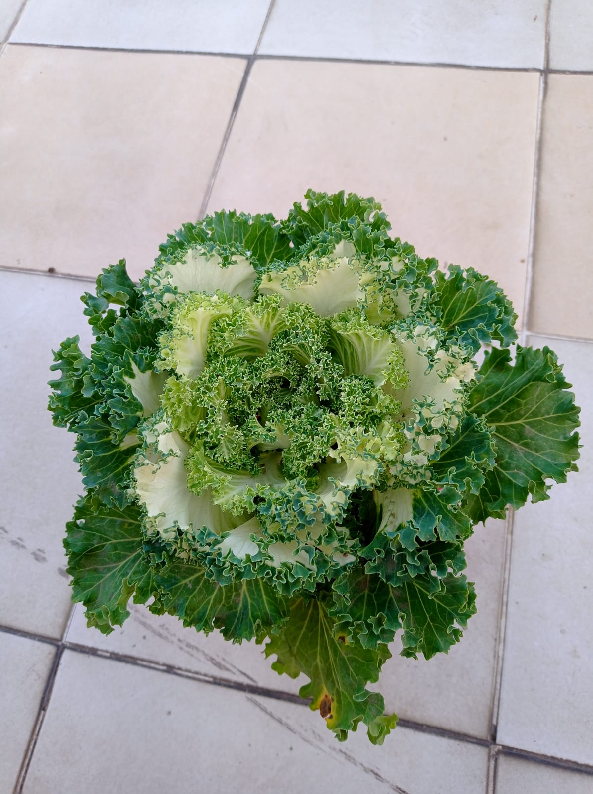 Kale Plant - Image 2