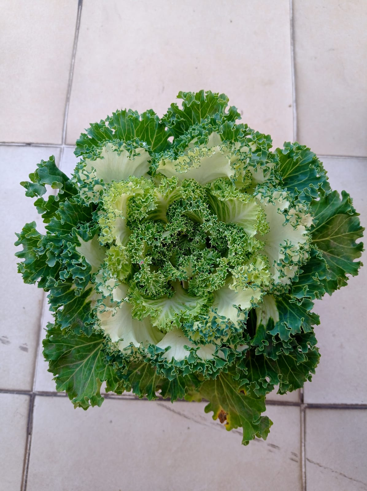Kale Plant