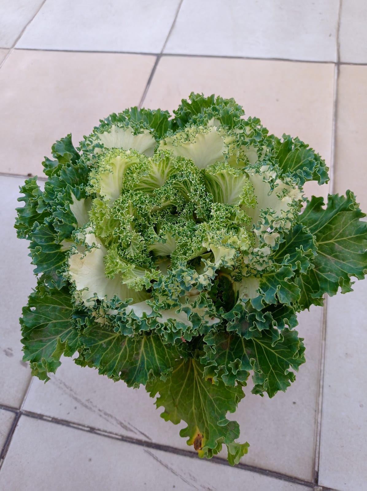 Kale Plant - Image 3