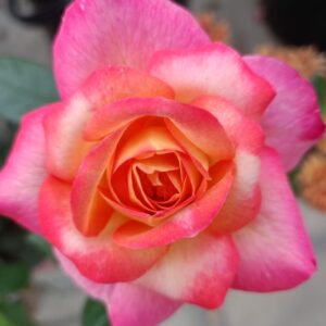 গোলাপ গাছ-Rose