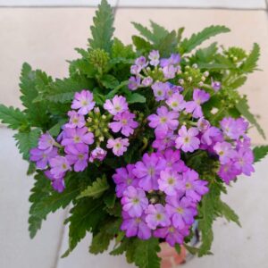 ভার্বেনা ফুল (Verbena)