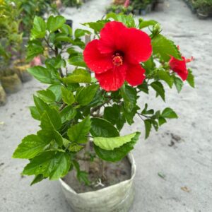 জবা ফুল (বড় বস্তা)