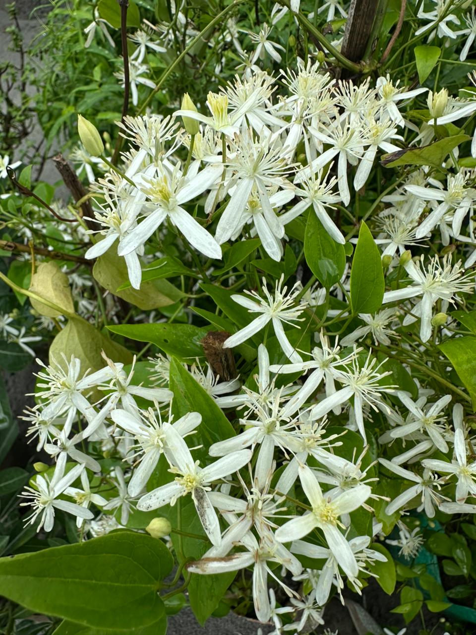 অ্যারোমেটিক জুই