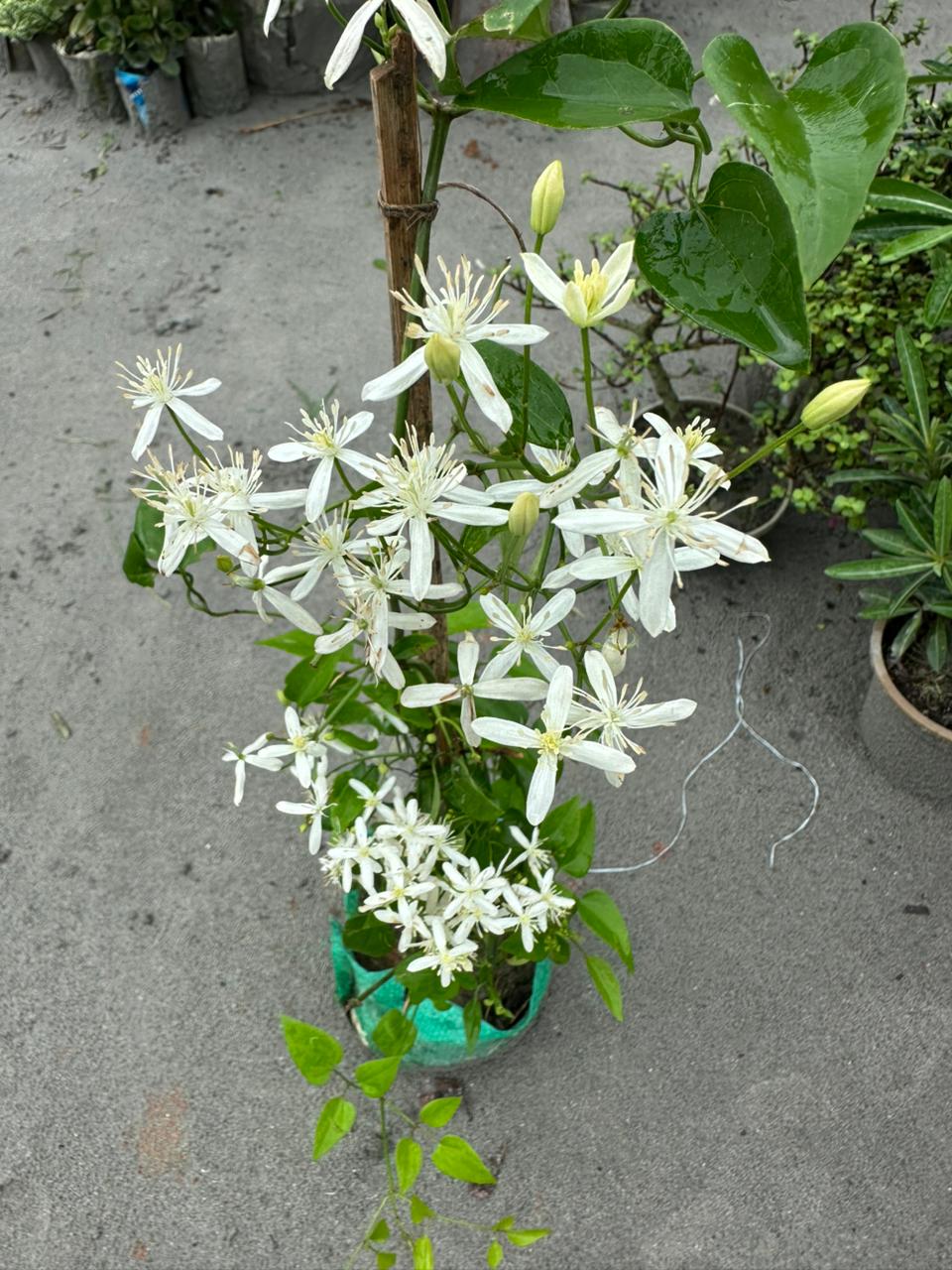 অ্যারোমেটিক জুই - Image 2