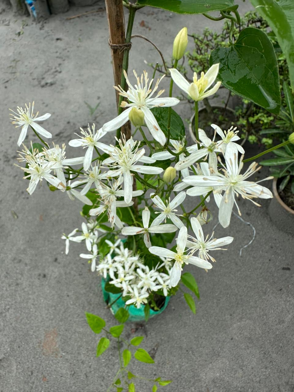 অ্যারোমেটিক জুই - Image 3
