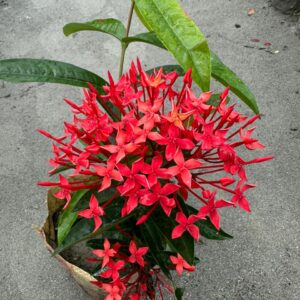 লাল রঙ্গন