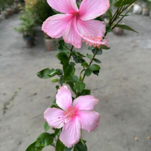গোলাপি জবা ফুল