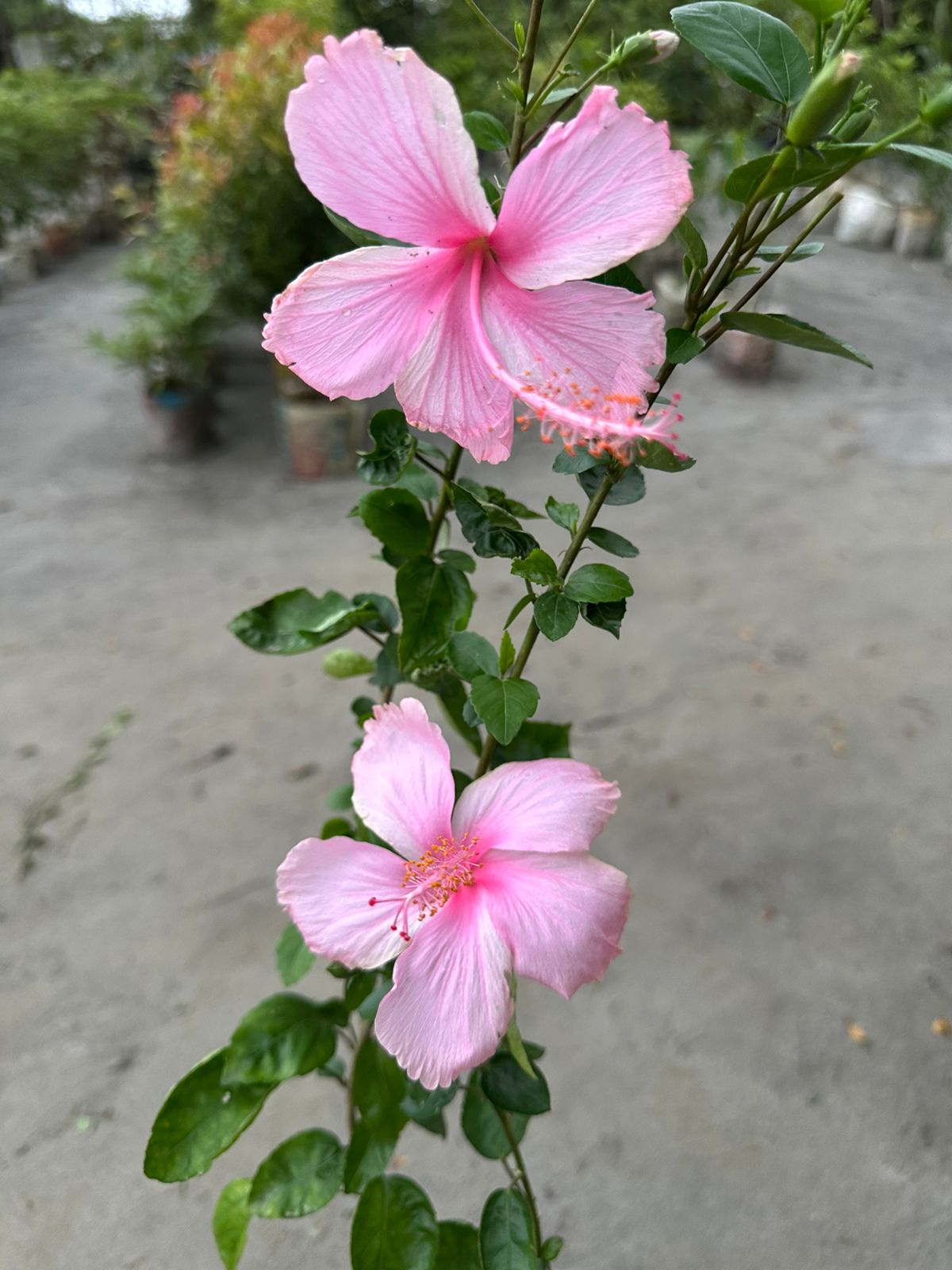 গোলাপি জবা ফুল