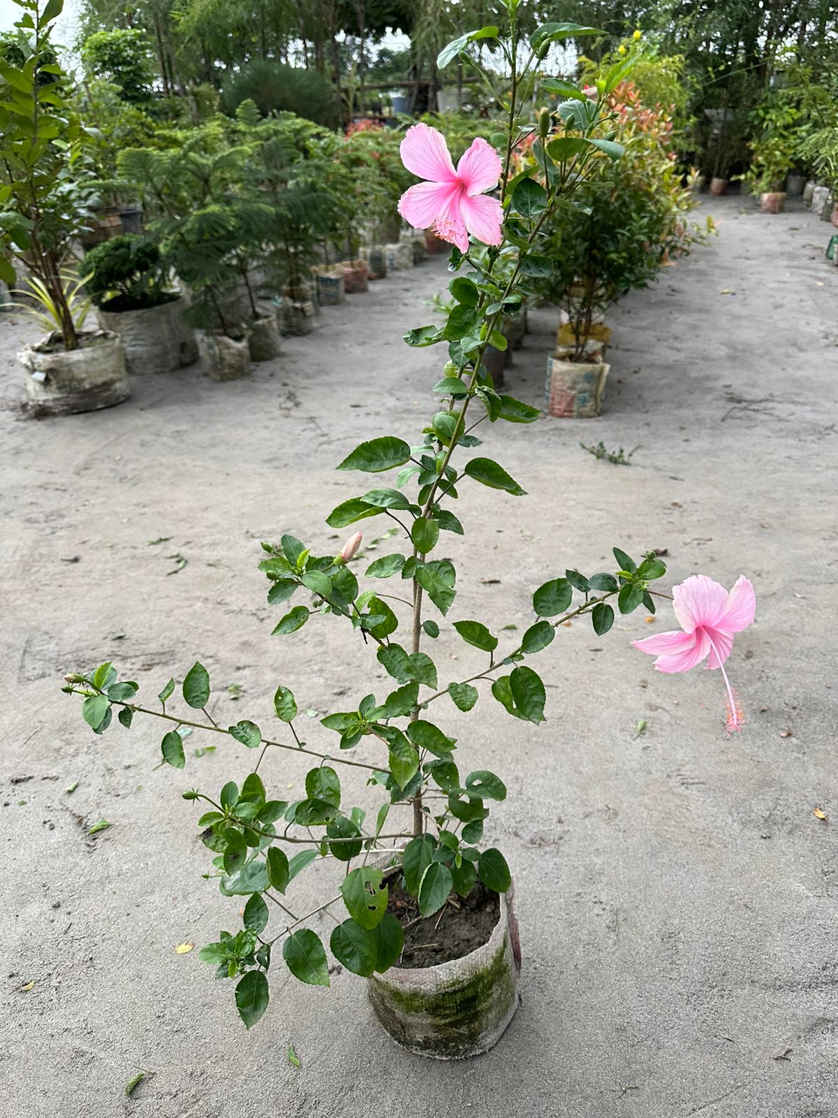 গোলাপি জবা ফুল - Image 2