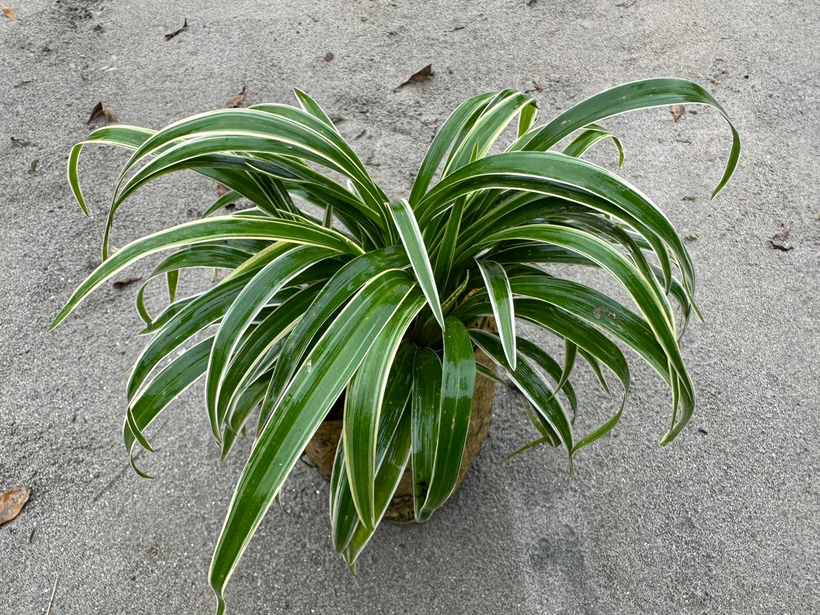 স্পাইডার প্লান্ট