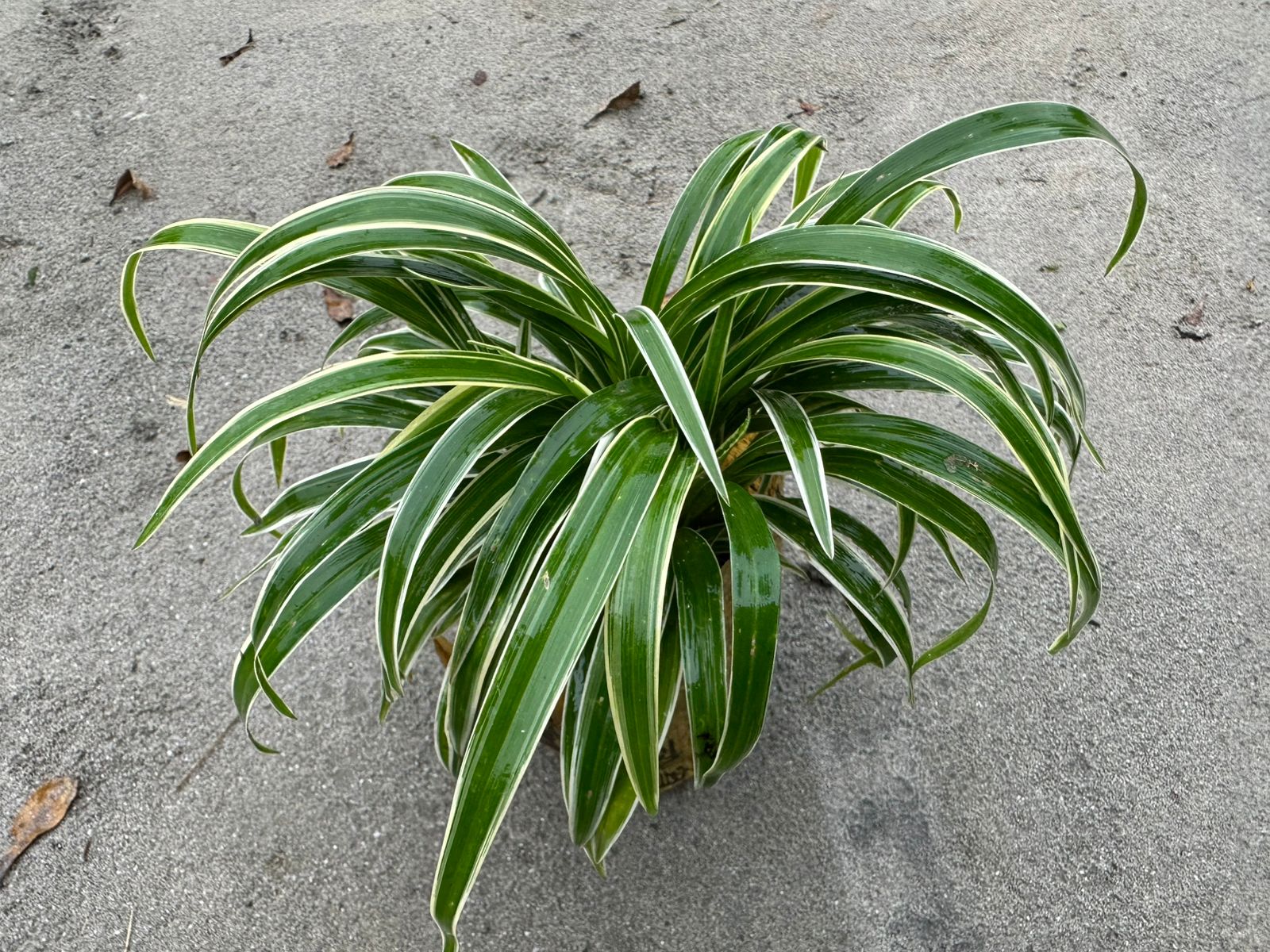 স্পাইডার প্লান্ট - Image 2