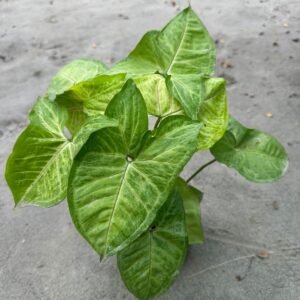 অ্যারোহেড সিঙ্গোনিয়াম