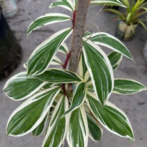 কস্টাস (Spiral Ginger)