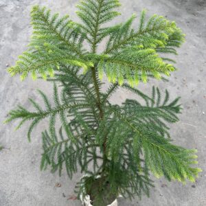 ক্রিসমাস ট্রি
