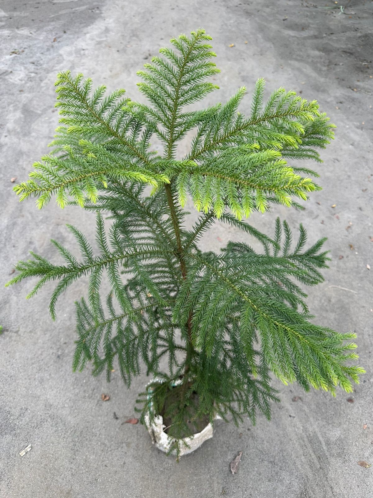 ক্রিসমাস ট্রি