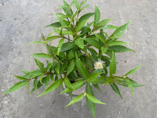 কদম ফুল - Image 2