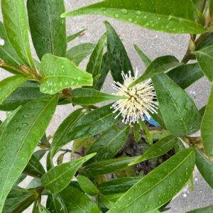 কদম ফুল