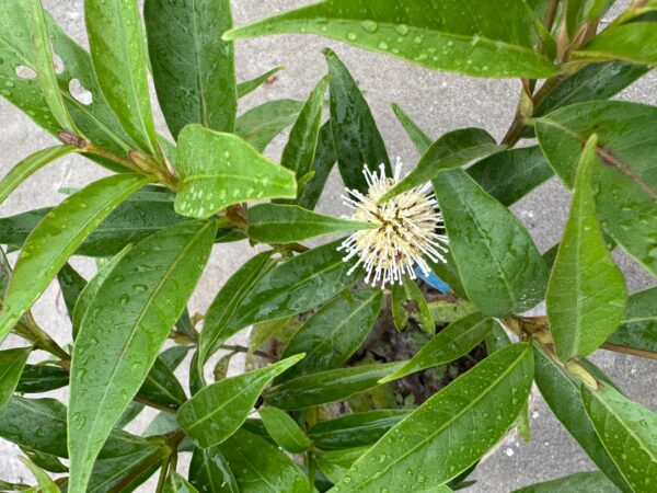 কদম ফুল