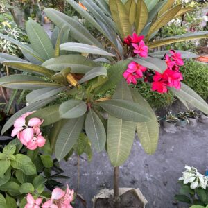 লাল কাঠগোলাপ  (বড় বস্তা)