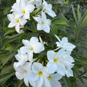 নাগচাঁপা
