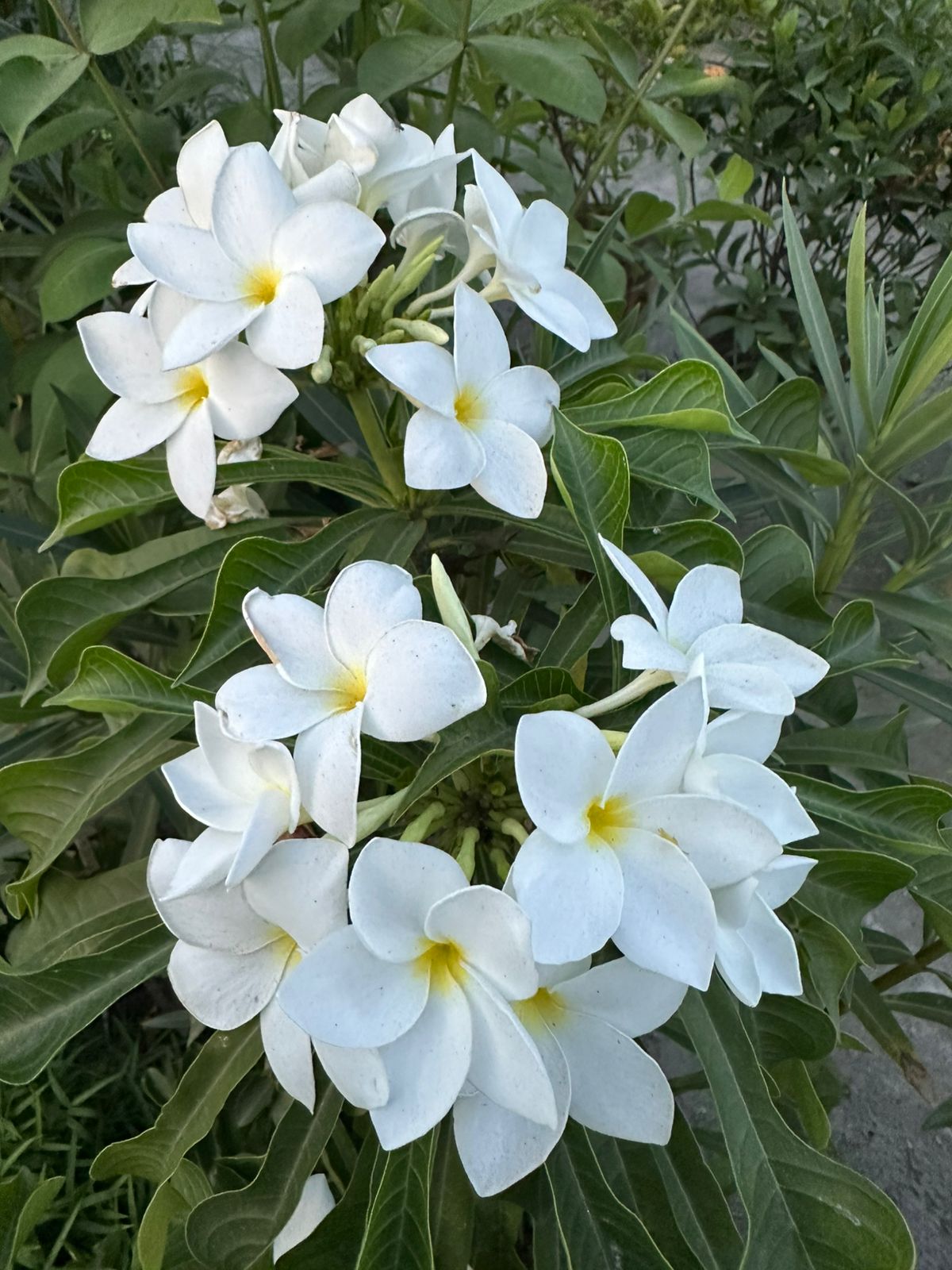 নাগচাঁপা
