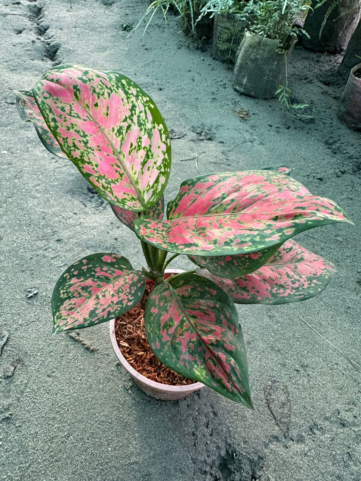 অ্যাগলোনেমা আঞ্জুমান