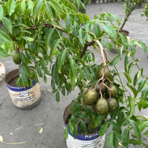 বারোমাসি থাই আমরা