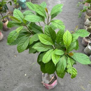লটকন
