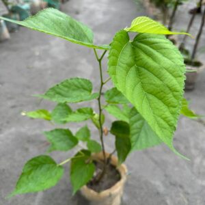 মালবেরি
