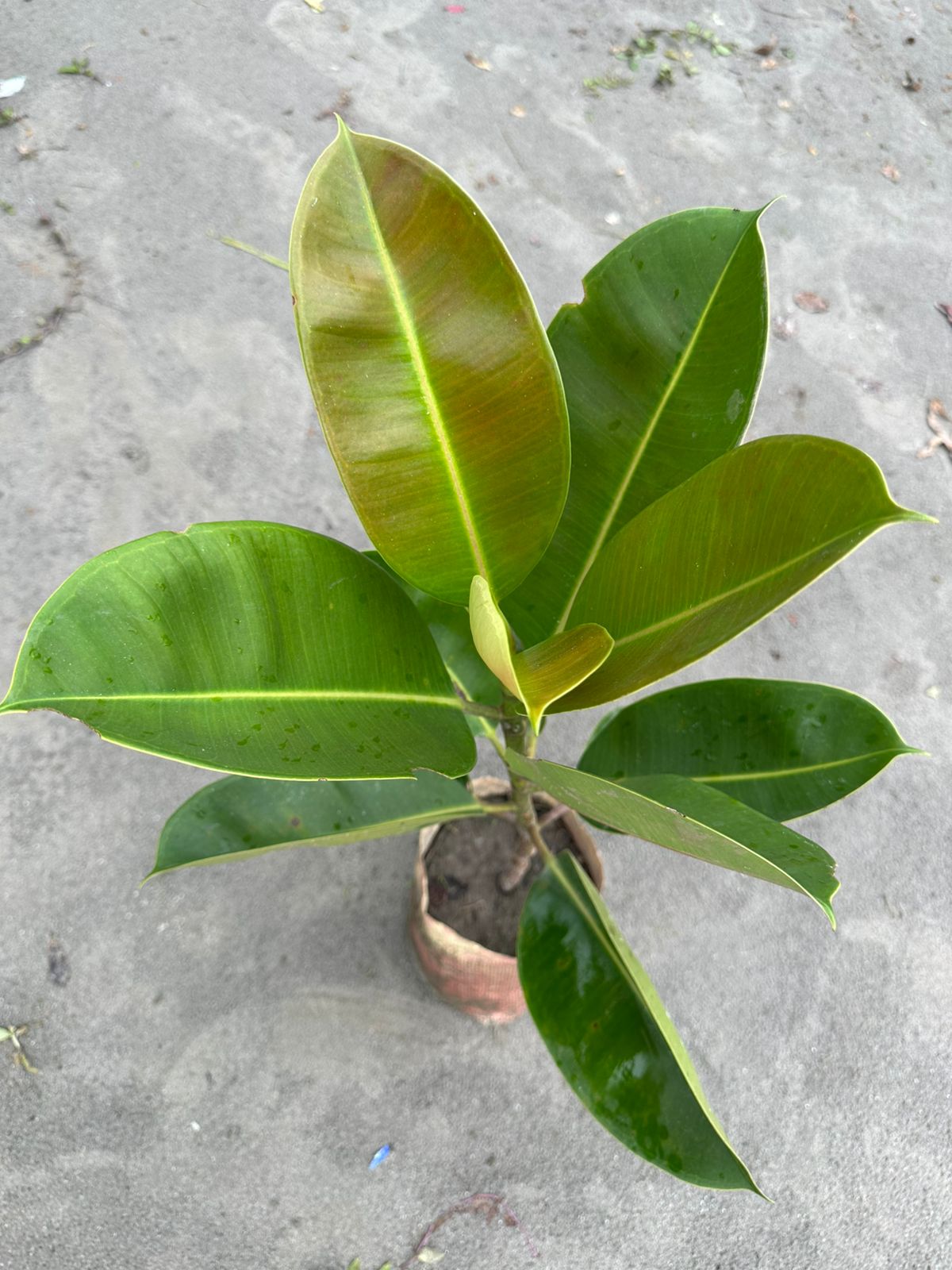 রাবার প্লান্ট