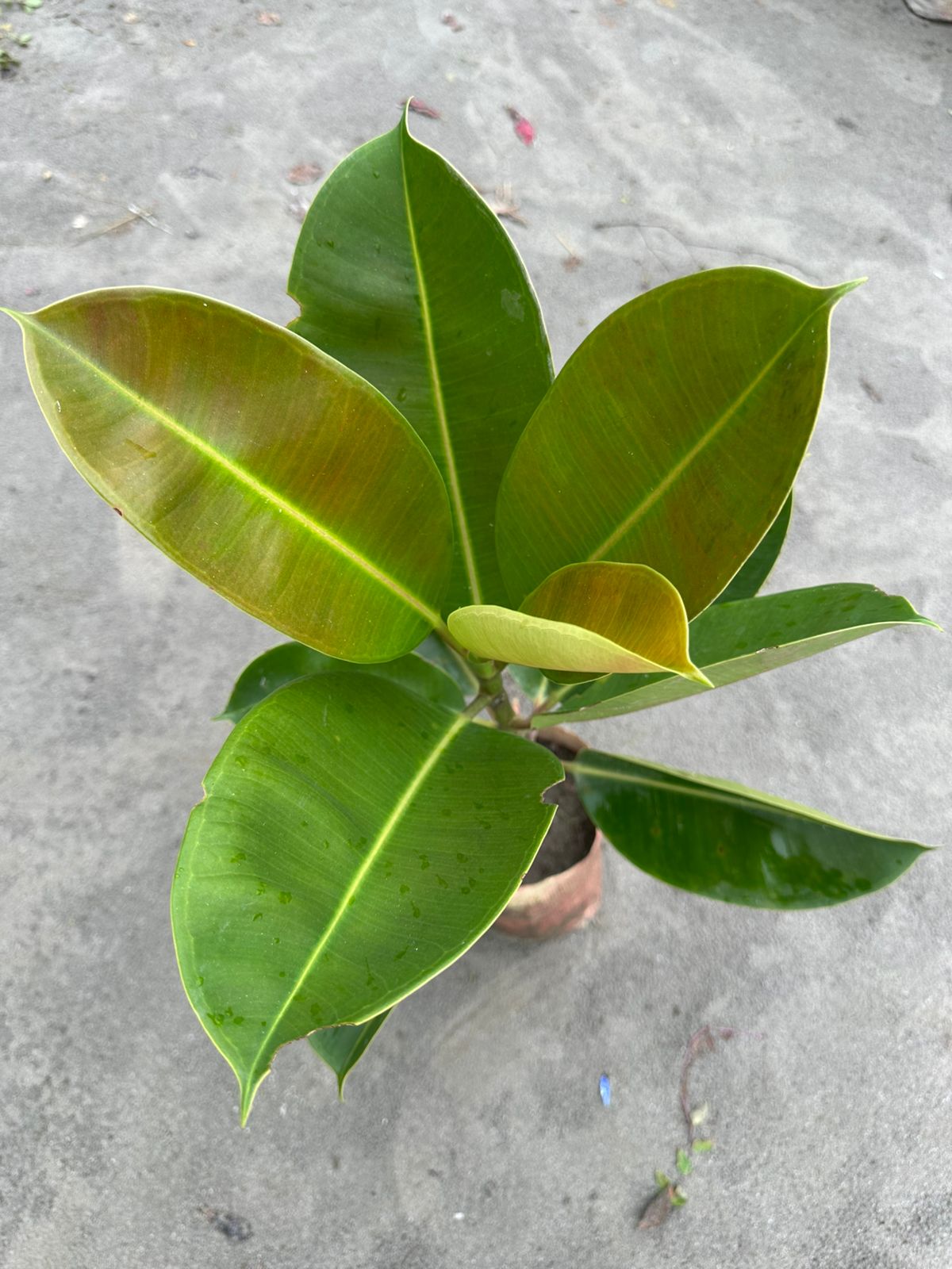 রাবার প্লান্ট - Image 2