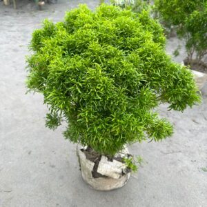 এরালিয়া