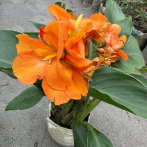 কলাবতী ফুল