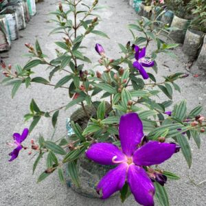 প্রিন্সেস ফ্লাওয়ার