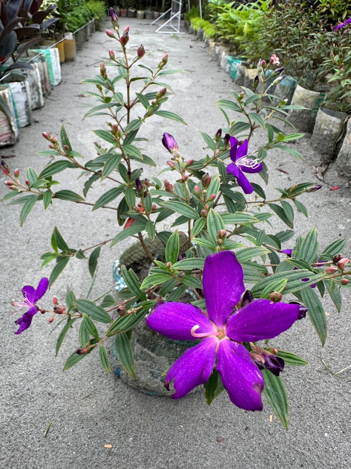 প্রিন্সেস ফ্লাওয়ার
