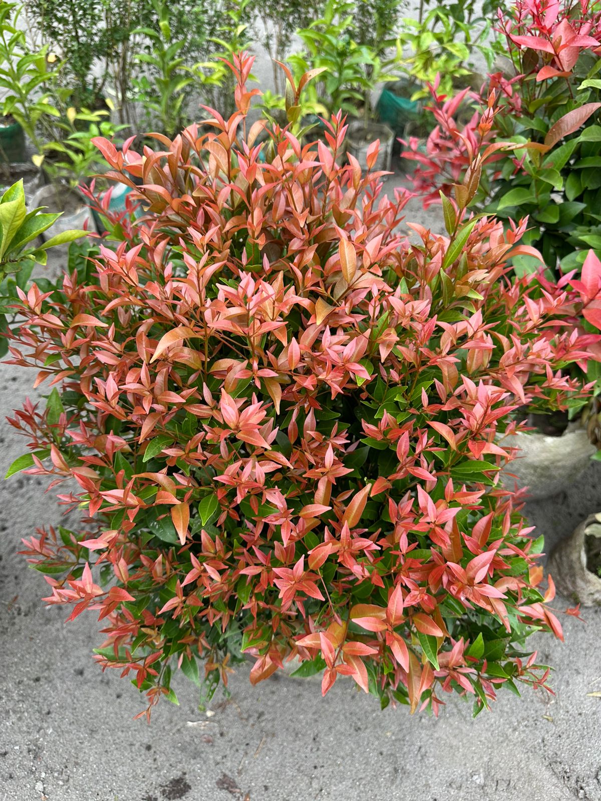 সিজিয়াম (বড় বস্তা) - Image 2
