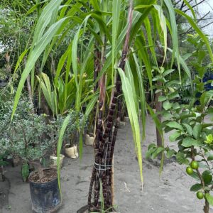 ভিয়েতনাম চিনি আখ