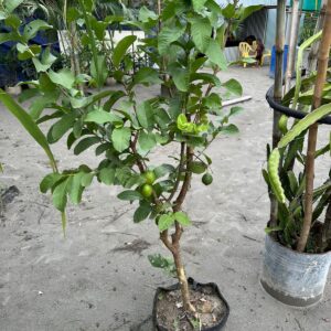 থাই পেয়ারা