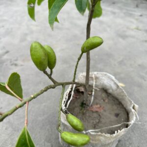 জলপাই ফলসহ