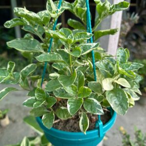 অল্টারনেন্থেরা