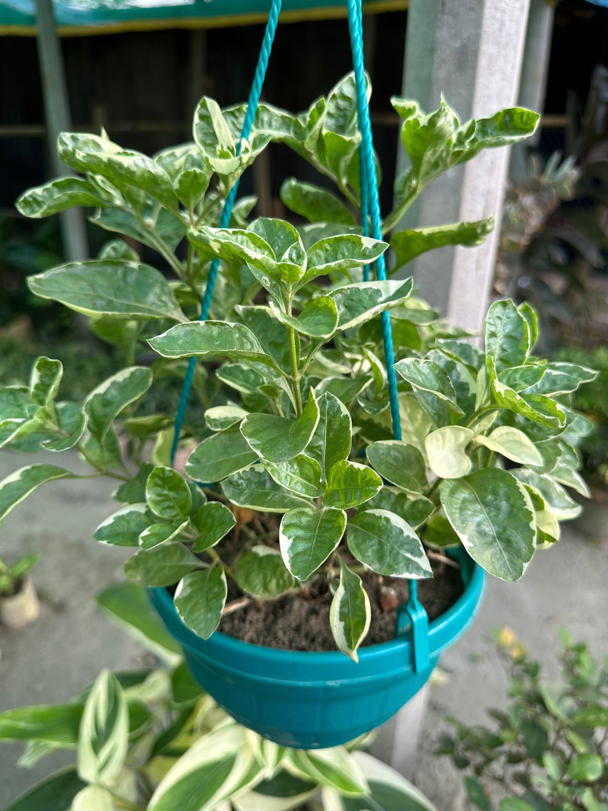 অল্টারনেন্থেরা