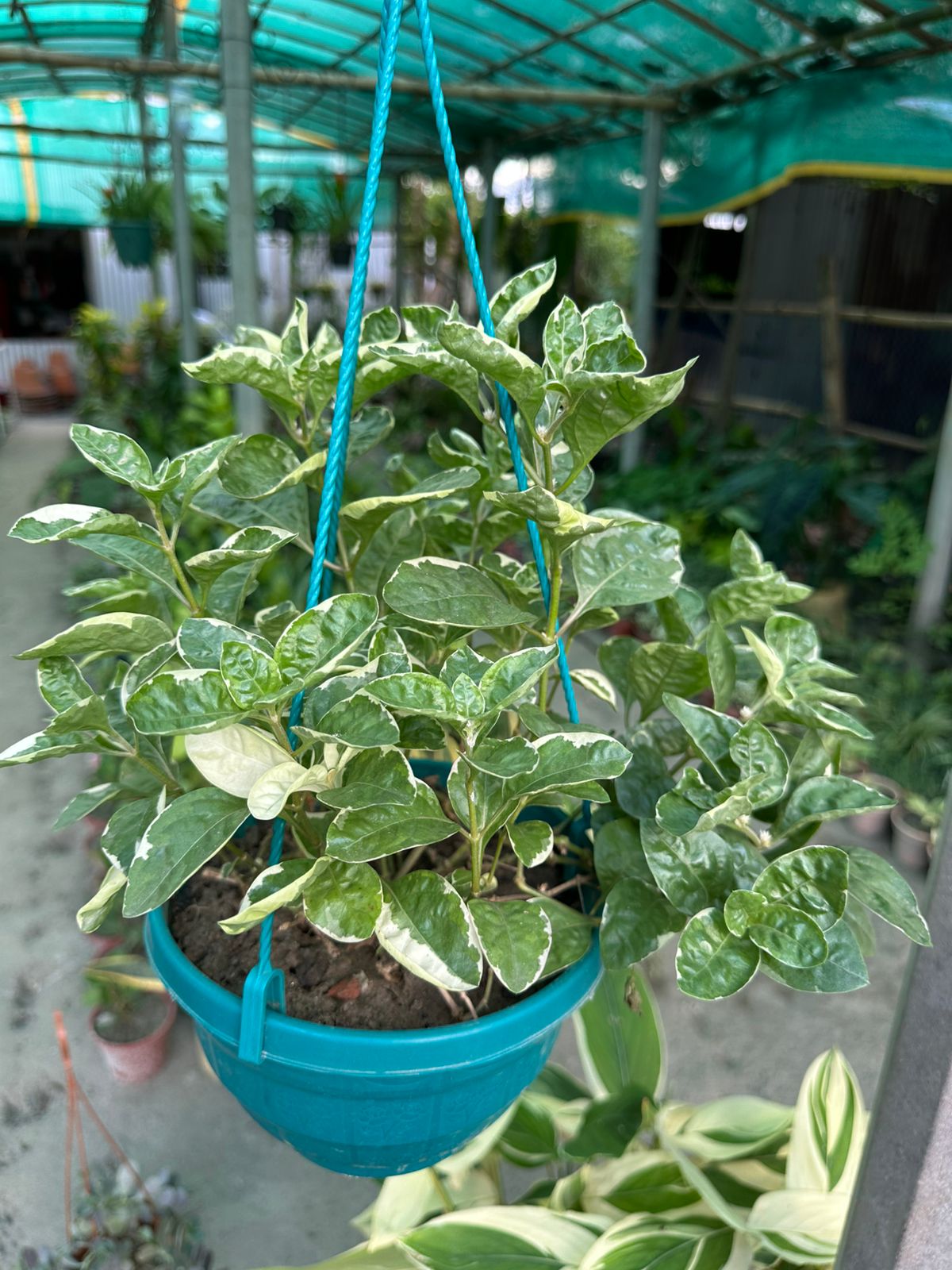 অল্টারনেন্থেরা - Image 2