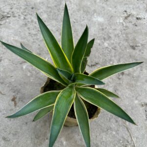 অ্যাগেভ