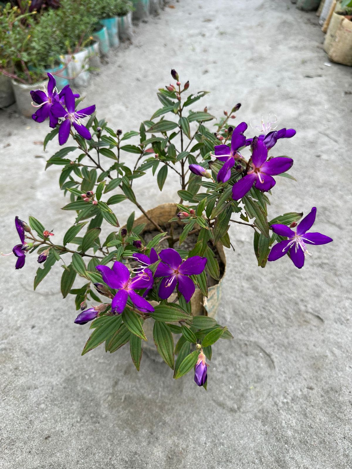 প্রিন্সেস ফ্লাওয়ার - Image 2