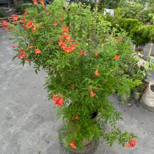 টিকোমা ফুল ড্রাম সহ